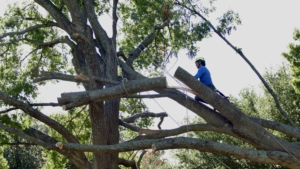 Professional Crown Thinning performed by certified arborists in Fort Shaw