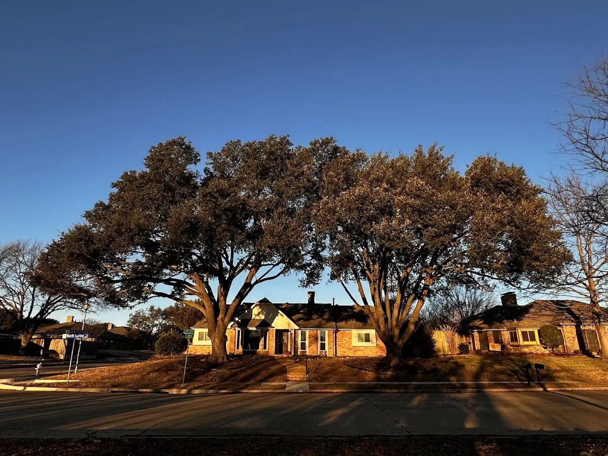 Established residential canopy tree shading a home in Fort Shaw